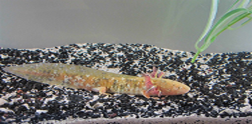 Genome Axolotl