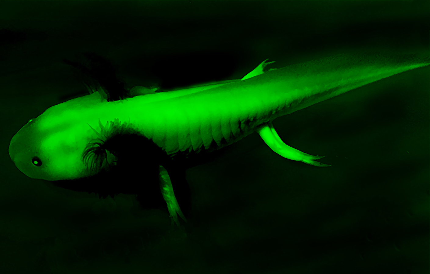 Tiny) Axolotl Avatar - Green