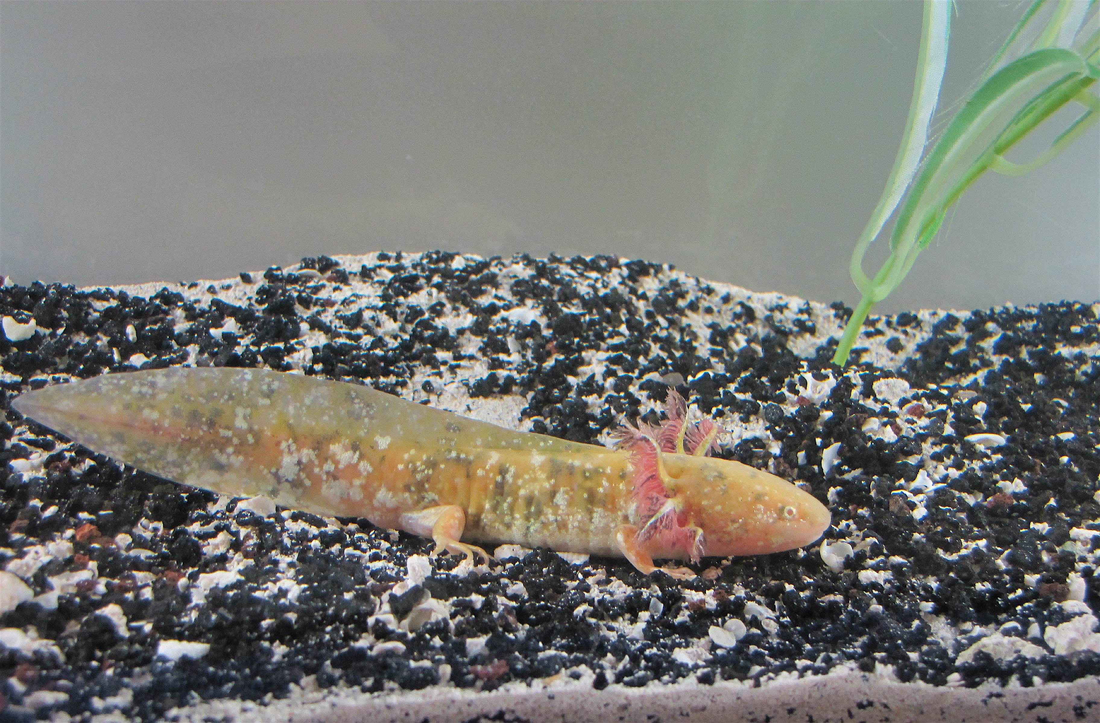 New Axolotl Aquaria Kits Ambystoma Uky Edu