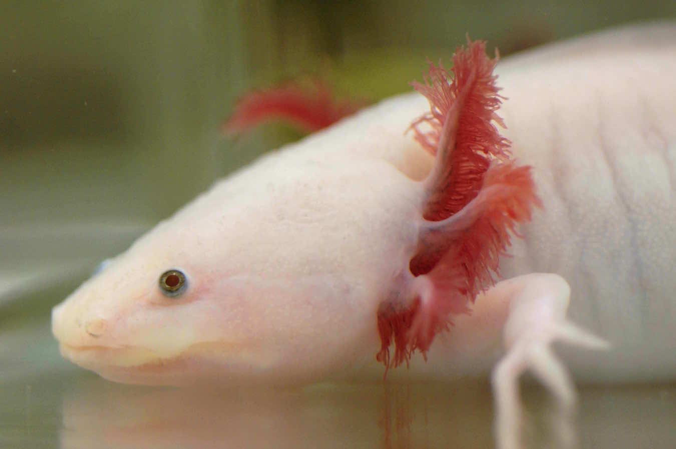 NEW! Axolotl Aquaria Kits - Ambystoma.uky.edu